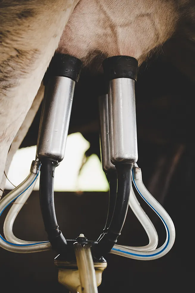 Asesoramiento técnico sobre salud animal