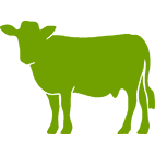 Bovino carne