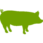 Porcino